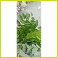 ﹊ ◨ ◡ ❗️ Madre de Cacao Leaves Fresh 1kilo