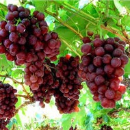 Anak Pokok Anggur Merah Hybrid