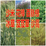 Slope Protection Sand-Fixing Soil Grass Artemisia Seeds Grass Crested Wheatgrass Sand Rice Sand Canopy Rice Hundred Puls