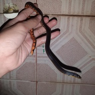 Ular alang alang calamaria sp