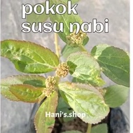 POKOK SUSU NABI/ POKOK ARA TANAH