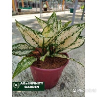 Aglaonema Snow White Plant with FREE plastic pot ( indoor plant , real plant   ) Plant for sale