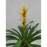 bromeliad guzmania Deseo Yellow (Tall type)
