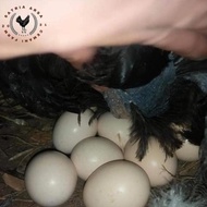 Terlaris Terlaris | Terbesar | Terlengkap Telur Ayam Cemani Lidah Hitam/Telur Cemani Fertile/Telur A