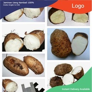 umbi-ubi gembili ketan 500 gram