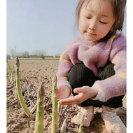 100% Authentic Asparagus Seeds 50 Pieces Per Pack Vegetable Seeds for Sale Delicious Vegetables Plan