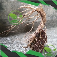 Akar Senggani Aquascape | Akar Senggani Lilitan | Akar Senggani Kupas