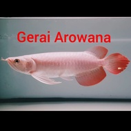ikan Arwana Super Red +-28 zpesial