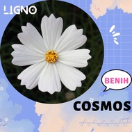 Benih Bibit Bunga Cosmos White