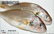 【船釣白口魚(2~4隻裝)】只要新鮮，簡單料理即是美味