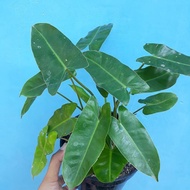 tanaman hias philodendron burle marx