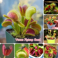 Mixed Varieties 50 Seeds Venus Flytrap Seeds for Planting Bonsai Carnivorous Plant Seeds Flower Seed