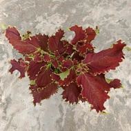 TANAMAN HIAS miana coleus wizard / miyana / miana coleus merah