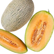10pcs Biji Benih Tembikai Wangi / Rock Melon / Cantaloupe / Rock Melon / Cantaloupe Seed / 哈密瓜 / 甜瓜种