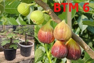 มะเดื่อฝรั่ง  Fig ต้นพันธุ์ JAPAN  BTM6