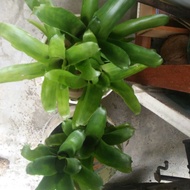 Bromeliad for sale**