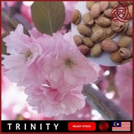 10pcs Seeds Beautiful Japanese Pink Sakura Flower Cherry Blossoms Tree Seed