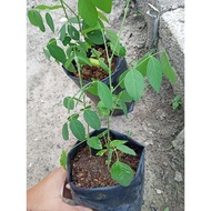 Anak Pokok Bunga Telang| Blue Pea Flower| Pokok Herba| Pelbagai Khasiat| Pewarna Nasi Kerabu Asli