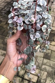 String of Heart Variegata Rimbun Panjang