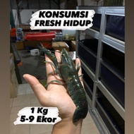 sale LOBSTER AIR TAWAR KONSUMSI HIDUP (EXTRA JUMBO) berkualitas
