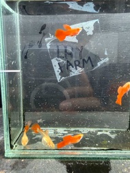 Albino Full Red Short Body Guppy
