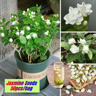 [Easy To Grow] 100pcs White Jasmine Seeds for Sale Gardening Fragrant Flower Seeds Edible Jasmine Scented Tea Bonsai Tree Live Plant Outdour Indoor Air Plants Flowering Flower Plant Seed Potted Real Plant Seed Garden Decoration Items Singapore Ready Stock