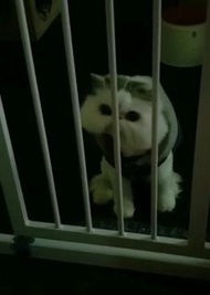 寵物門欄