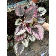 begonia rex care🍀indoor plant