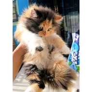 KUCING (BULU CALICO) KITTEN PERSIA MEDIUM ANGGORA HIMALAYA FLATNOSE