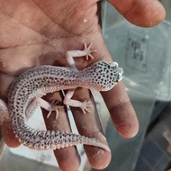 leopard Gecko pied paradox