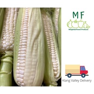 5pcs 金马伦珍珠白玉米 AA Cameron Highland Pearl White  Sweet Corn (Klang Valley Delivery)