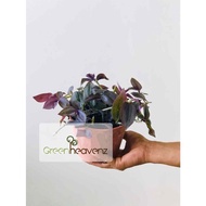 <Greenheavenz> Tradescantia Zebrina Live Plant Pokok Gantung Indoor Hiasan Landscape 吊竹梅