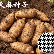 Flax New Seeds Flax Seeds Flax Seeds Delicious Easy to Grow