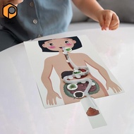 [prettyia] Human Digestive System Human Body Organ Educational Toys Human Body Parts