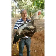 TELUR AYAM GOWA / GORILA JAWA SUPER UNTUK DI TETASKAN
