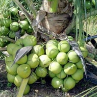 🔥🔥🔥Baja Pokok Kelapa Fertilizer For Coconut 🥥