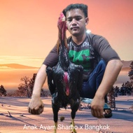 Anan Ayam Shamo x Bangkok ( Jantan shamo x Betina Bangkok )