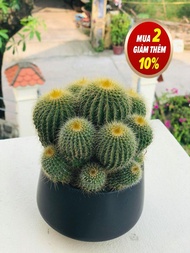 Cây Xương rồng vàng to Cây khỏe mạnh không sâu bệnh Kích thước 10x10x20 cm Cây xương rồng tượng trư