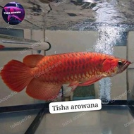 ikan arwana super red chili sr Kalimantan barat