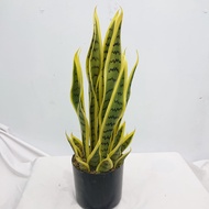 Tanaman Hias Daun Lidah Mertua Sansevieria Pot Bunga Plastik Ornamen Dekorasi Rumah Import COD PBP82