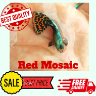 Guppy Fish Red Mosaic 2 Pairs Ikan Guppy Pair Guppy Pure Strain