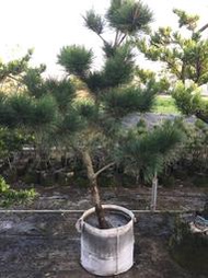 【盛宏園藝】三河黑松︱1呎6植袋黑松盆栽︱高度150~180公分(請自取)