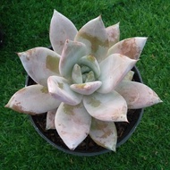 sukulen rare echeveria big size on pot 12cm