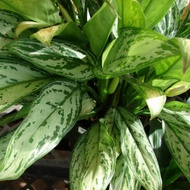 Aglonema evergreen/ real plant