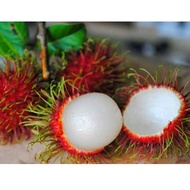 pokok rambutan sekolah hybrid