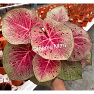 [ Viral ]Pokok keladi/caladium thailand/keladi thailand/ keladi/ caladium Super Daging/neon /hilo be