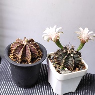 清位特價 肋骨 緋牡丹 二棵 開花株 盆栽 plant仙人球