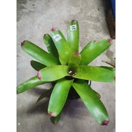 Bromeliad Thailand/Pokok Nanas Sun King Tahan Panas Live Plants 积水风梨