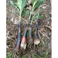 BENIH ANAK POKOK PISANG RAJA live plants Banana- rare