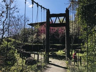 嘉義旅遊｜阿里山迷糊步道.蓋婭莊園.故宮南院戶外.棒棒積木飯店二日｜中部出發